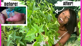 Balcony Gardening How To Grow Sweet Potato In Containers Make Slips! Small Space Urban Gardening