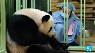 En France, deux pandas géants sont nés au zoo de Beauval • FRANCE 24