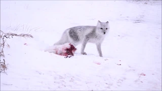 Arctic Fox and Red Fox