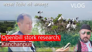 Openbill stork Bird Counting research at  Kanchanpur Barmajhiya  by Ganesh Tamang Wild life