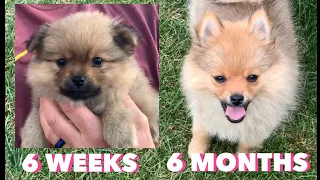 Pomeranian Puppy GROWING 6 Weeks to 6 Months in Minutes! #Pomeranianpuppy