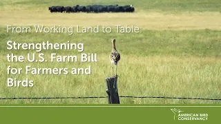 From Working Land to Table: Strengthening the U.S. Farm Bill for Farmers and Birds | ABC Webinar