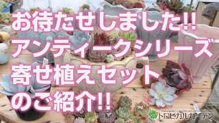 2024.06.01【多肉植物】お待たせしました!!アンティークシリーズ寄せ植えセットのご紹介!!【succulent】トロピカルガーデン