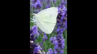 Butterfly  My Butterfly 🦋 💜 🦋 - Daniel Gerard