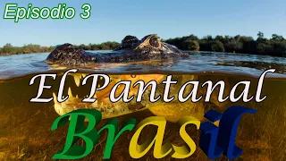 El Pantanal, el corazón salvaje de Brasil || Latinoamérica Salvaje