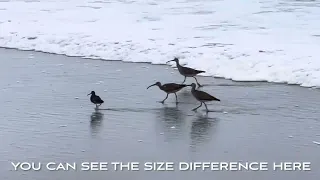 Ocean Beach Birds #sanfrancisco #birds #nature #oceanbeach #curlew #dowitch