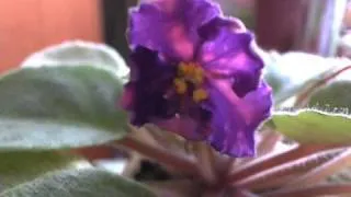 African violet (Cosmic Girl) time lapse