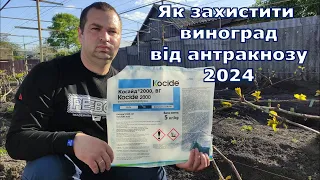 Як захистити виноград від антракнозу 2024