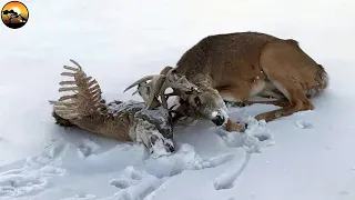 Bucks Fight to Death - Look What Happen Next | Latest Wild