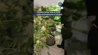 Cannabis farmer tries to avoid police by jumping out of window