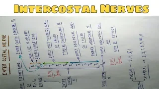 Intercostal Nerves | Part 1 | Chart | The Charsi of Medical Literature