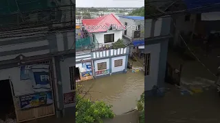 baha,sa Hagonoy Bulacan, Aug 2, 2023