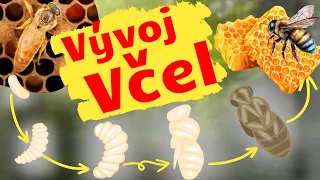 Příběh Včelí Dělnice, Cesta Jejím Životem