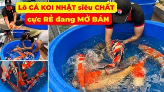 CÁ KOI NHẬT CHẤT LƯỢNG CAO, TO, ĐẸP, giá CỰC HỢP LÝ đang mở bán tại SIÊU THỊ CÁ KOI NHẬT