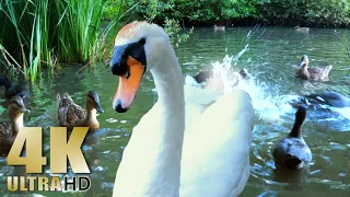 Ducks Feeding - Swans - Ducklings - Feeding the Ducks - Ducks on a Lake - Nature Relaxation Video
