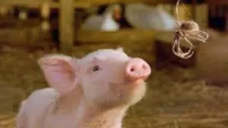 Charlotte's Web  Full Movie Facts & Review /  Julia Roberts / Dakota Fanning