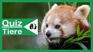 Tiere Quiz | Erkennt ihr diese 10 Tiere?