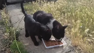 Mom cat growling at me protecting her kittens