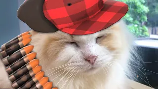 If TF2 turned into a Cat Cafe