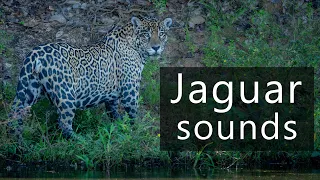 The sounds of jaguars in the Pantanal