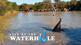 Elephants, Birds & Zebra - Live At The Waterhole