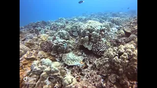 Scuba Diving Time Lapse - Horseshoe Reef - Oahu, Hawaii