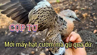 Cọp Tơ. Clip 752.mới vài hạt cườm mà độ gù và tố chất quá dữ.Nguyễn Quân sđt (zalo) 0905901157