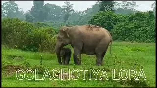 BOKIAL ELEPHANT CALF