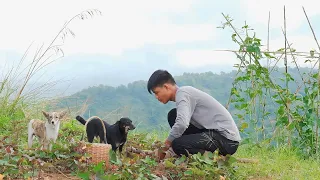 [Story 93] This snack is cooked using flat iron! Digging sweet potatoes with my dogs