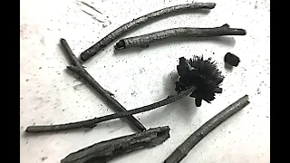 Will it Charcoal? Ep. 6: Sunflowers