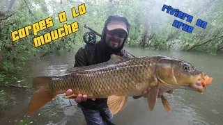 carpes a la mouche a vue pendant la crue