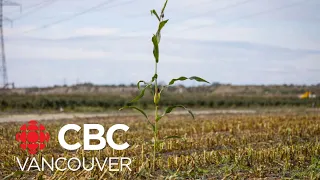 Drought conditions take toll on B.C. farmers