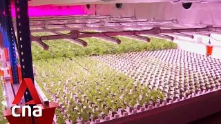 GroGrace's new urban vertical farm can produce 33 tonnes of leafy greens each year