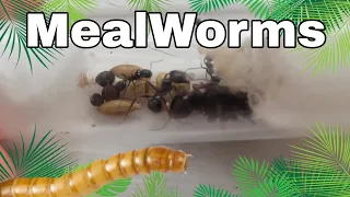 Messor Barbarus eat their first mealworm!