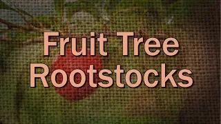 Fruit Tree Rootstock Basics – Family Plot