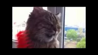 Кот балдеет/Cat is going crazy