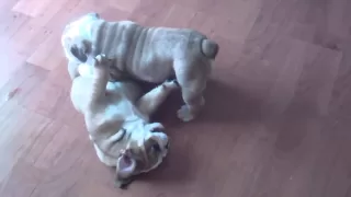 English bulldog puppies playing, So cute