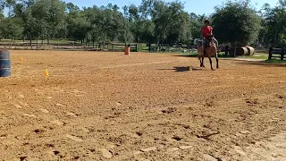 D pattern trot jog right on 3 year old