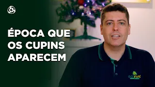 Época que os cupins aparecem