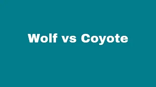 Wolf vs Coyote