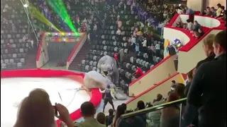 ТРАГЕДИЯ В КАЗАНСКОМ ЦИРКЕ. Драка слонов на арене. Fight elephants in the Kazan circus. #Shorts