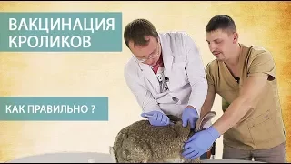 ВАКЦИНАЦИЯ КРОЛИКОВ (часть 3)  Как правильно делать прививки кроликам самостоятельно. Мастер-класс