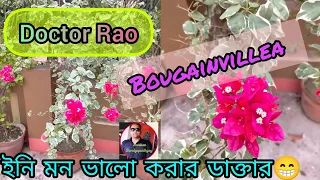 Doctor Rao Bougainvillea care/ডক্টর রাও বাগান বিলাসের পরিচর্যা@anirbanbandyopadhyay5734