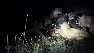 Amazing feeding frenzy: Lions and hyenas share a meal in the late evening.