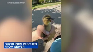 Ducklings rescued from sewer drain in Oswego