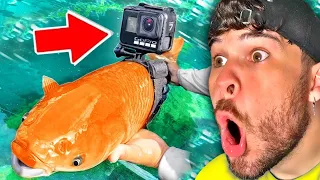 Ich habe eine GoPro an ein Fisch befestigt!