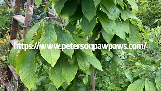 Growing pawpaws: growing tips and an update on my trees