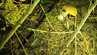 Ночной сбор грибов