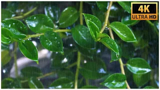 Transform Your Sleep Environment with Relaxing Rain Sounds