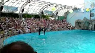Dolphins show in Odessa